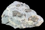 Ammonite (Promicroceras) Cluster - Somerset, England #86251-1